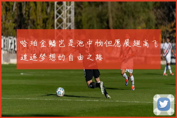 哈珀金鳞岂是池中物但愿展翅高飞追逐梦想的自由之路